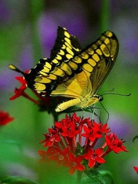 Butterfly-On-Flower